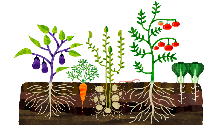野菜の画像